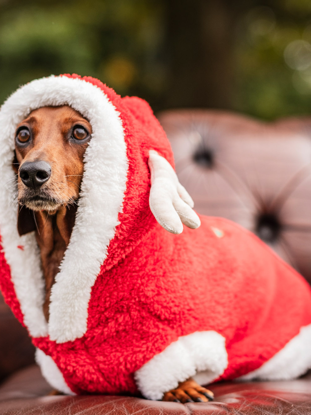 Woody's matching Christmas PJs - Woody voor Honden
